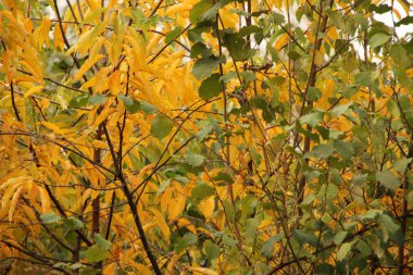 Sonbahar renklerinde bir orman manzarası