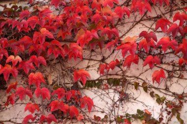 Sonbahar renklerinde bir orman manzarası