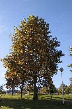 Kentsel bir parkta sonbahar renkleri