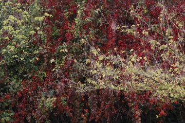 Kentsel bir parkta sonbahar renkleri