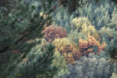 Kentsel bir parkta sonbahar renkleri