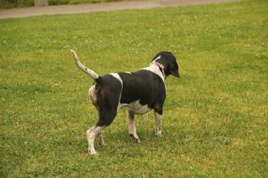Halk parkında köpek.