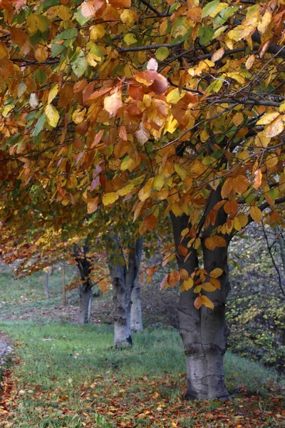 Utsikt Över Skog Höstfärger — Stockfoto