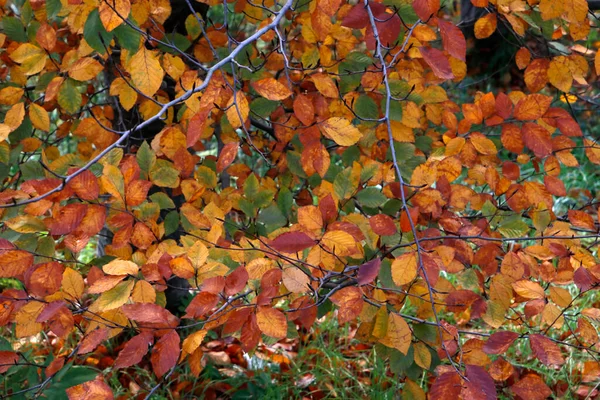 Вид Лес Осенних Красках — стоковое фото