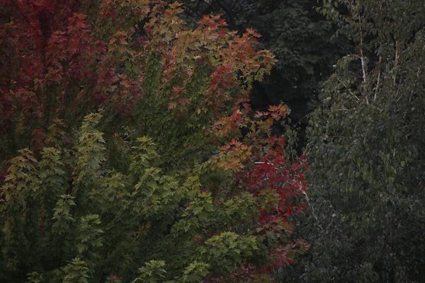 Vista Uma Floresta Cores Outono — Fotografia de Stock