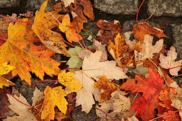 Uitzicht Een Bos Herfstkleuren — Stockfoto