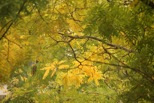 Vista Uma Floresta Cores Outono — Fotografia de Stock