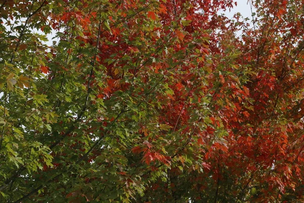 都会の公園の紅葉 — ストック写真