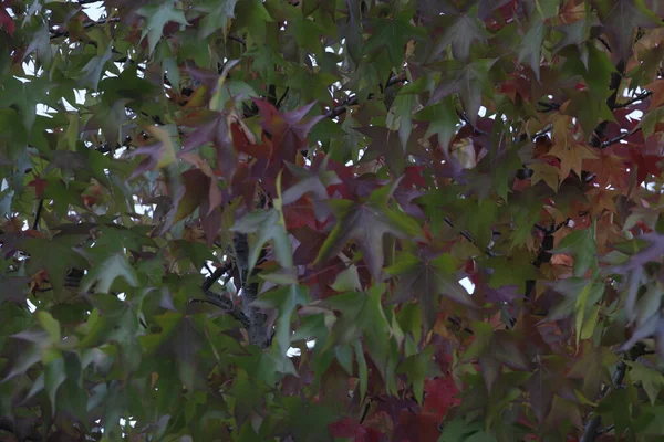Autumn Colors Urban Park — Stock Photo, Image