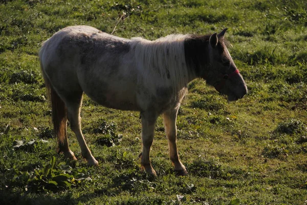 Cheval Dans Une Prairie — Photo