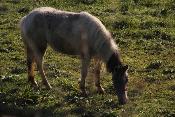 Koń Łące — Zdjęcie stockowe