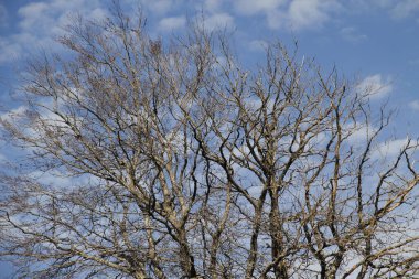 Şehir parkındaki ağaçlar