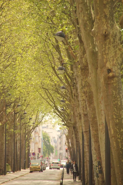 Bäume Stadtpark — Stockfoto