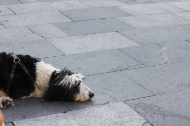 Sokaktaki sevimli köpek.