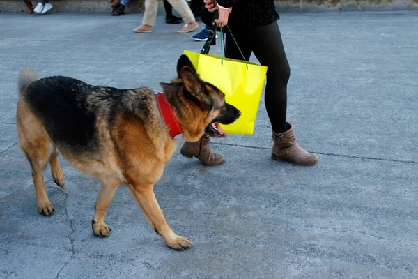 Niedlicher Hund Auf Der Straße — Stockfoto