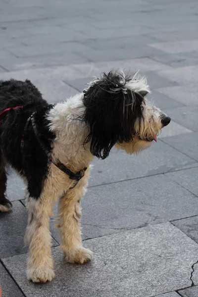 Leuke Hond Straat — Stockfoto