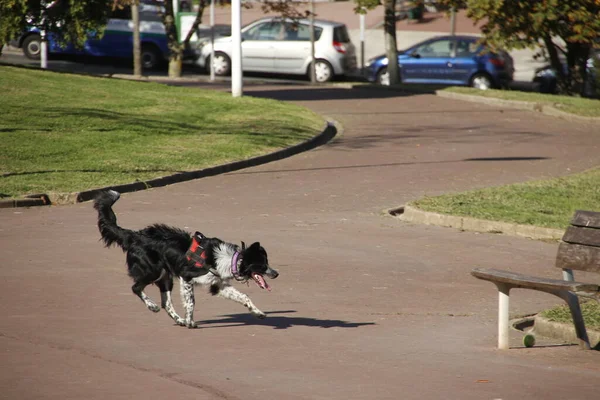 Sokaktaki Sevimli Köpek — Stok fotoğraf