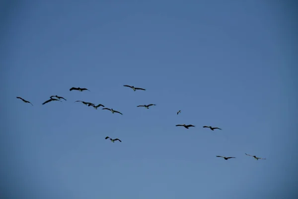 Kırsaldaki Kuşlar — Stok fotoğraf