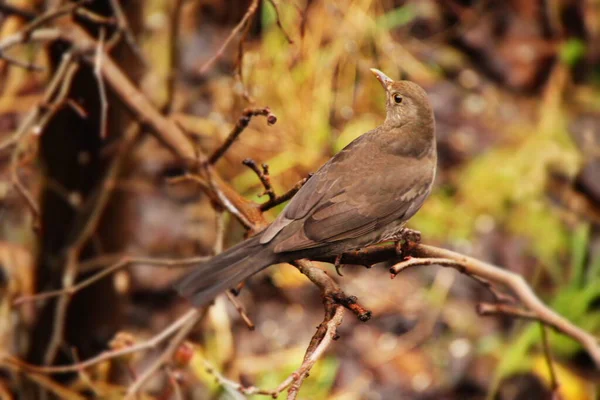 Aves Campo — Foto de Stock