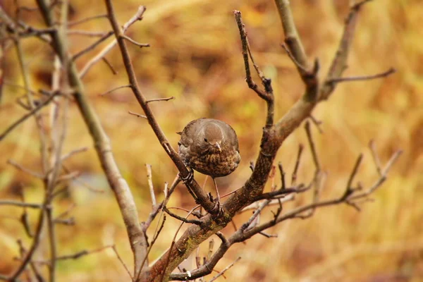 Pássaros Campo — Fotografia de Stock