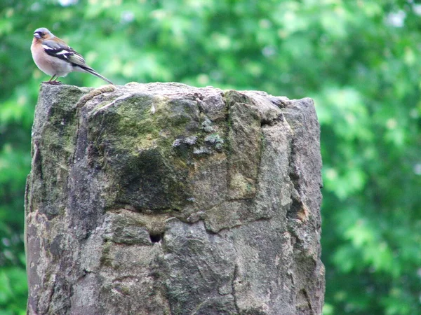 Oiseaux Campagne — Photo