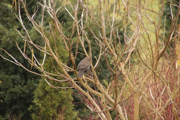 Oiseaux Campagne — Photo