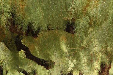 Kırsalda ilkbahar bitkileri