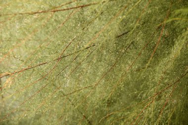 Kırsalda ilkbahar bitkileri