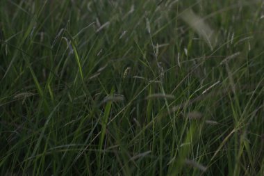 Kırsalda ilkbahar bitkileri