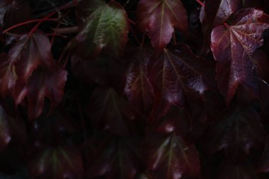 Kırsalda ilkbahar bitkileri