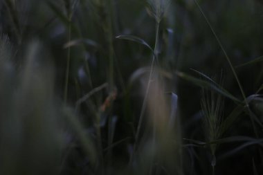 Kırsalda ilkbahar bitkileri