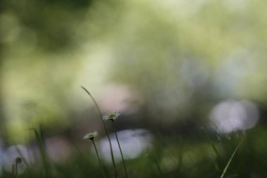 Kırsalda ilkbahar bitkileri