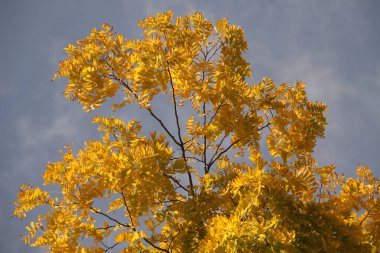 Kentsel bir ortamda sonbahar renkleri