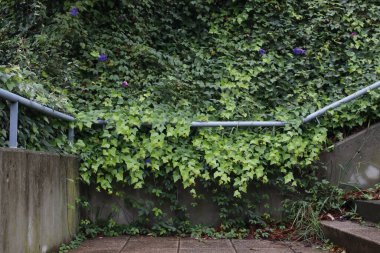 Kentsel bir ortamda sonbahar renkleri