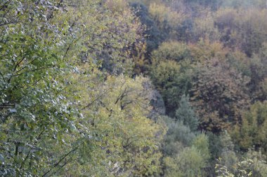 Kentsel bir ortamda sonbahar renkleri