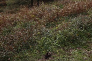 Kentsel bir ortamda sonbahar renkleri