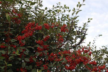 Kentsel bir ortamda sonbahar renkleri