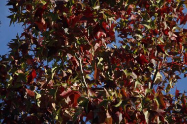 Kentsel bir ortamda sonbahar renkleri