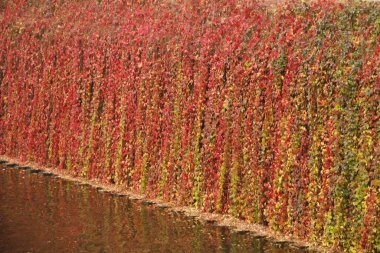 Kentsel bir ortamda sonbahar renkleri