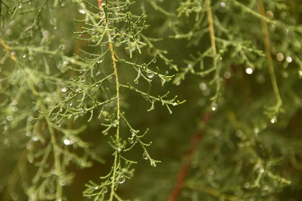 农村春天的植被 — 图库照片