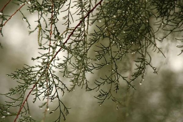 Frühlingsvegetation Auf Dem Land — Stockfoto