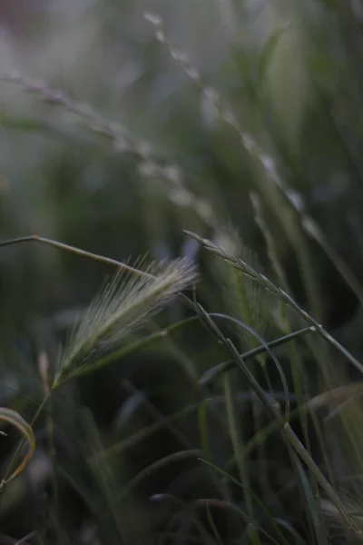 Vegetação Primavera Campo — Fotografia de Stock