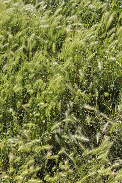 Vegetação Primavera Campo — Fotografia de Stock