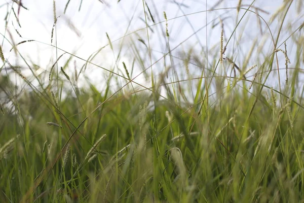 Frühlingsvegetation Auf Dem Land — Stockfoto