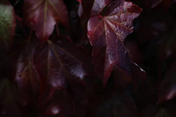 Vegetazione Primaverile Campagna — Foto Stock