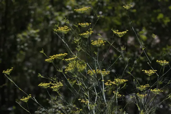 Vårvegetation Landsbygden — Stockfoto