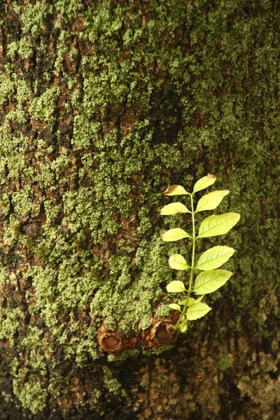 Frühlingsvegetation Auf Dem Land — Stockfoto