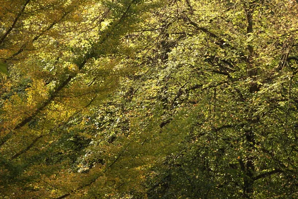 Herbstfarben Einer Städtischen Umgebung — Stockfoto