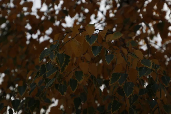 Herfst Kleuren Een Stedelijke Omgeving — Stockfoto