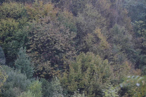 Kentsel Bir Ortamda Sonbahar Renkleri — Stok fotoğraf